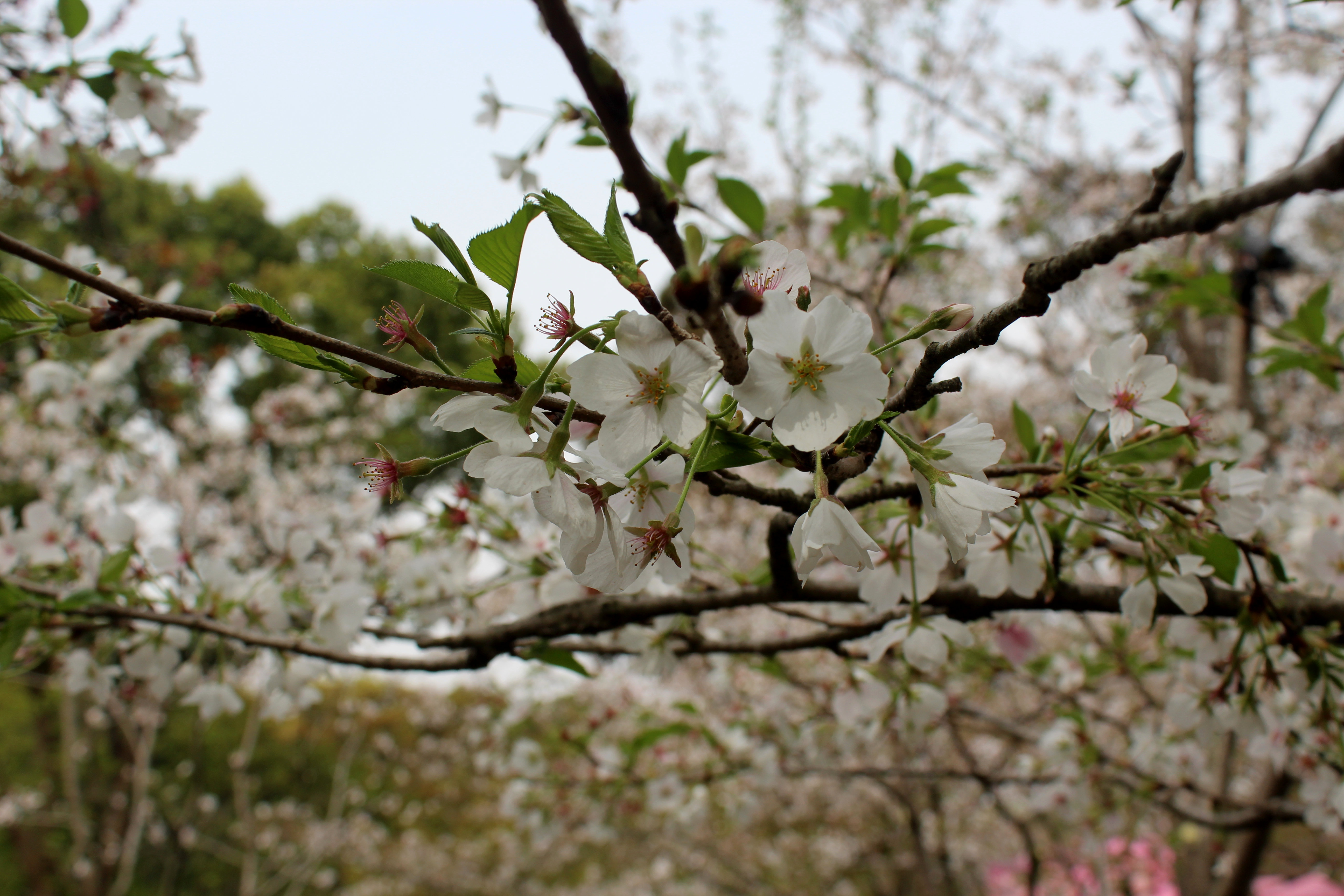 Wuxi Trip - Cherry blossoms